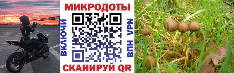 Купить  Тавда  Псилоцибиновые грибы Cubensis 